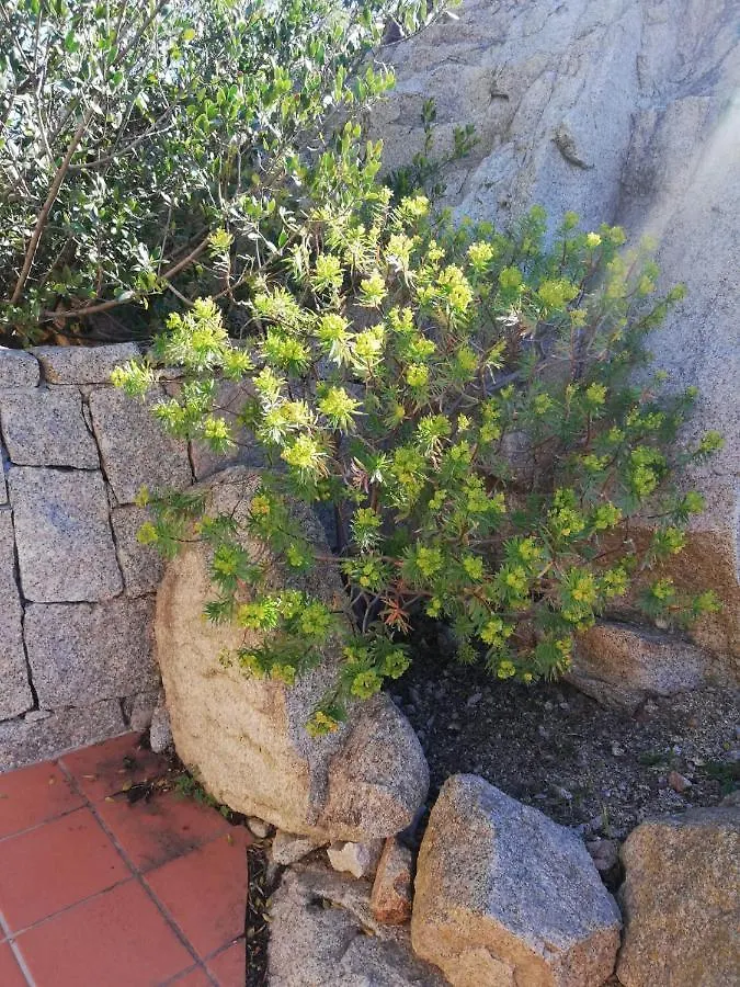 Oasiglo Apartman La Maddalena